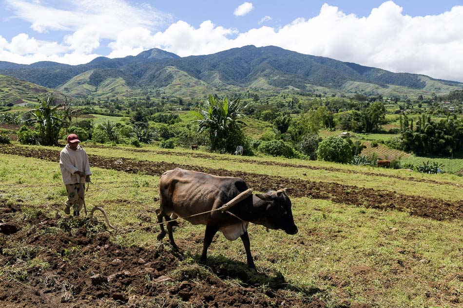 The uncertainty facing Mindanao’s vegetable capital 4