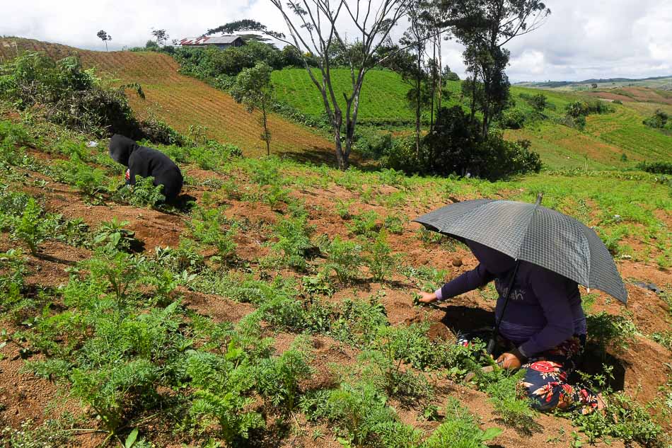 The uncertainty facing Mindanao’s vegetable capital 5