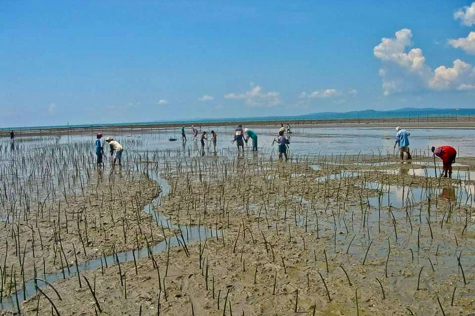 In 2007, a community-led effort planted thousands of mangrove propagules in belief that this will be their best defense against disaster. Jun Santiago III, CSsR