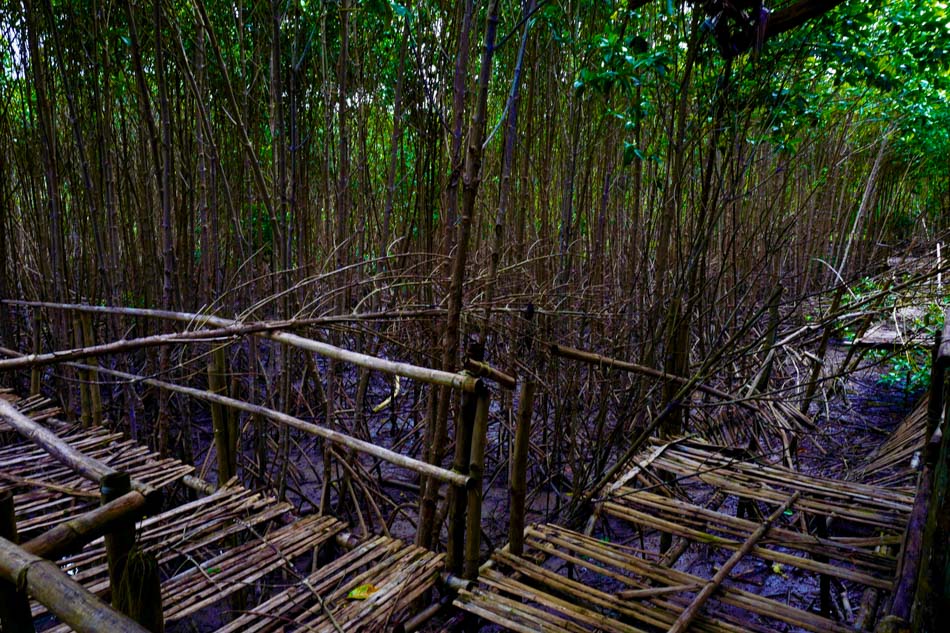 ISN’T IT IRONIC? Mangroves were cut down to pave the way for the creation of an eco-tourism site where the local government teaches the public about the importance of mangroves. Jun Santiago III, CSsR