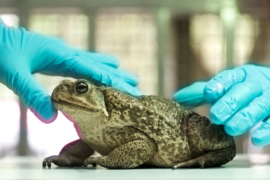 This picture taken on November 24, 2021 showing two assistants at the government-run Endemic Species Research Institute checking a cane toad in Nantou County, Taiwan. Sam Yeh, AFP
