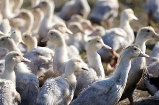 France: Bird flu spreads to duck-breeding region