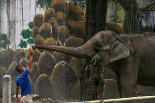 Isko: 'May be more harmful' for elephant Mali to be returned to the wild