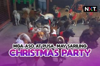 Mga aso at pusa, may sariling Christmas party 