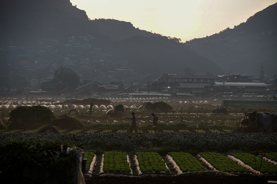 At a farm in La Trinidad, Benguet during the Coronavirus lockdown in Luzon on April 15, 2020. Jonathan Cellona, ABS-CBN News