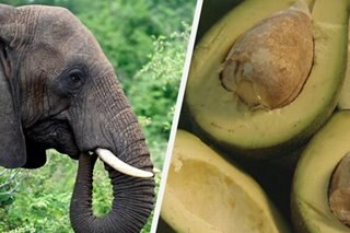 Elephants or avocados: A Kenyan dilemma