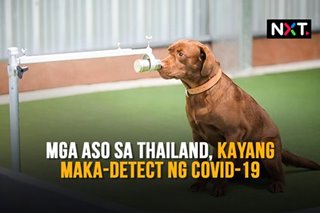Mga aso sa Thailand, kayang maka-detect ng COVID-19