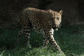 Leopard on the loose: escaped big cat sparks fear in China