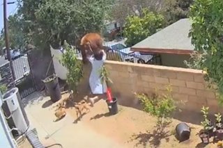 Don’t try this at home: Teen pushes large bear to protect dogs in viral video