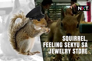 Squirrel, feeling sekyu sa jewelry store