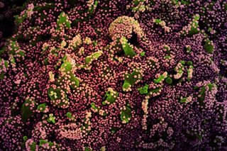 CDC internal report says Delta variant as contagious as chickenpox - NYT