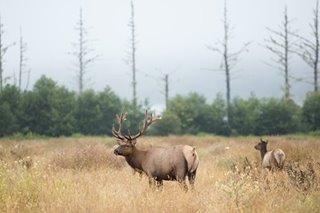 US reports world's first deer with COVID-19