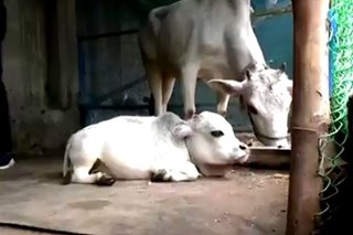World's shortest cow gets posthumous recognition