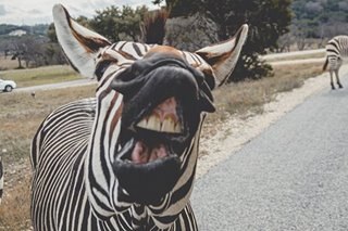 Escaped zebras evade capture outside US capital
