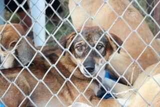 China kills pets of COVID-19 patients in quarantine