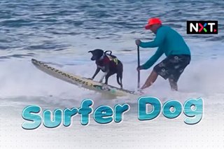 Surfer dogs 