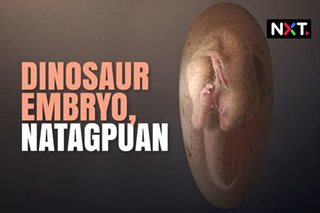 Dinosaur embryo, natagpuan