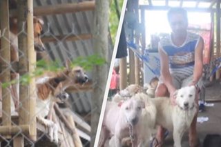 Pamilya sumagip sa higit 100 aso, pusa sa Batangas