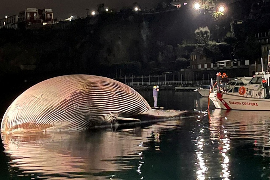 Dead whale, one of Mediterranean&#39;s largest, found off Italy 1
