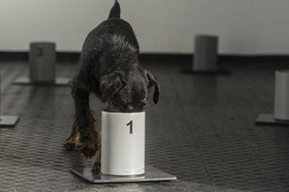 Czech trainers teach dogs to sniff out COVID