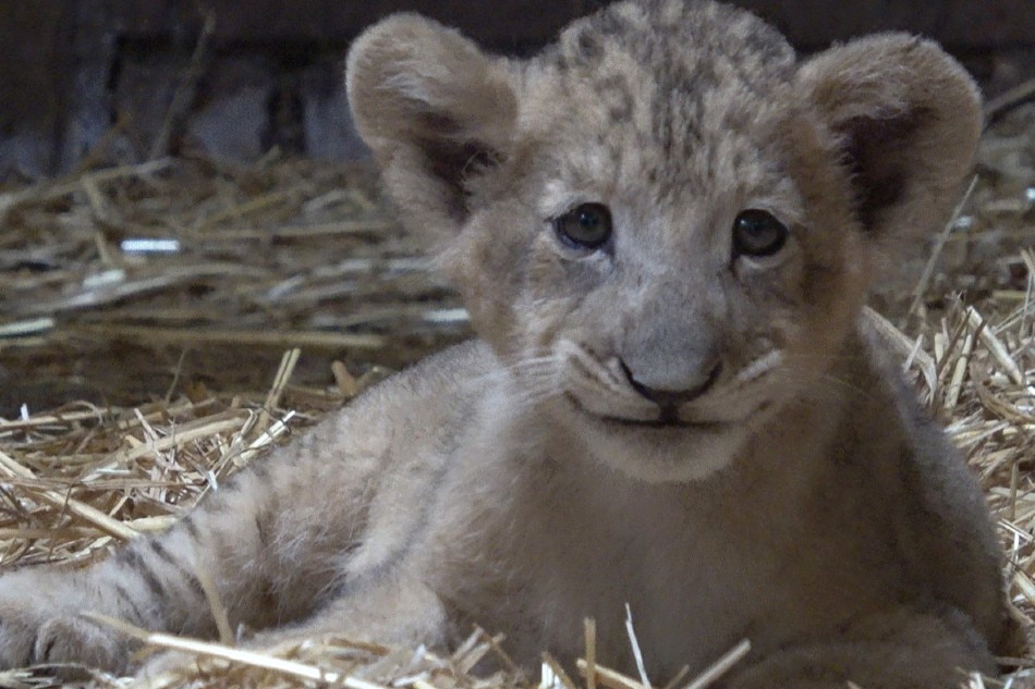 Lion cub Simba born in Singapore via artificial insemination 1