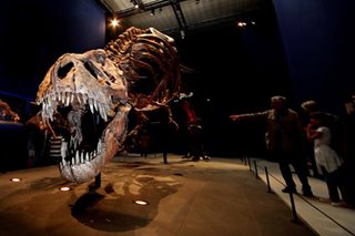 Teenage T-Rexes edged out smaller dinosaur species, says study