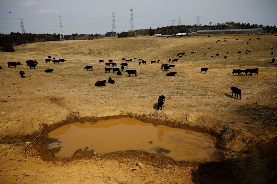 PHOTO ESSAY: The man who saves forgotten cats in Fukushima&#39;s nuclear zone 15