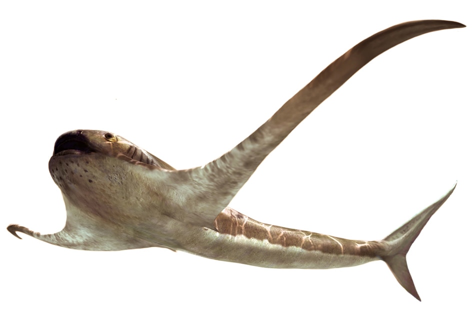 Bizarre ancient shark glided through the sea with lengthy wing-like fins 1