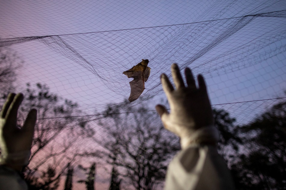 PHOTO ESSAY: By catching bats, these &#39;virus hunters&#39; hope to stop the next pandemic 4