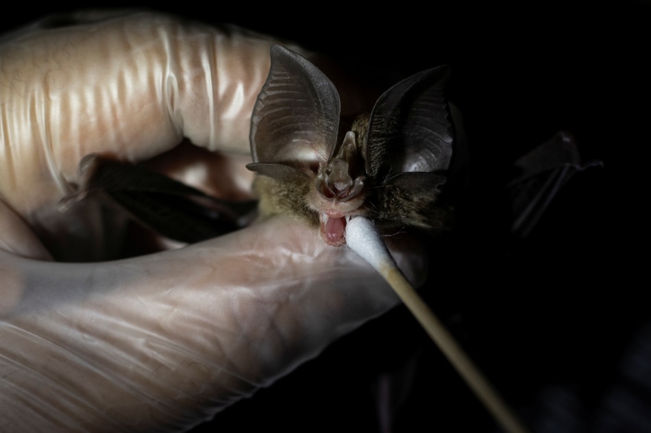 PHOTO ESSAY: By catching bats, these &#39;virus hunters&#39; hope to stop the next pandemic 10