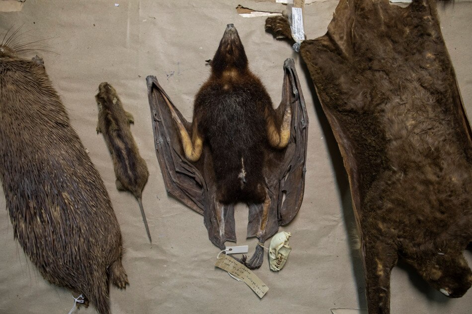PHOTO ESSAY: By catching bats, these &#39;virus hunters&#39; hope to stop the next pandemic 12