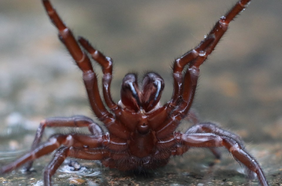 Australians warned of deadly spider &#39;plague&#39; after floods 1