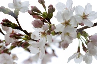Kyoto's earliest cherry blooms in 1,200 years point to climate change, says scientist