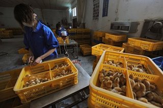EXPLAINER: So far, low risk of human spread of H10N3 bird flu