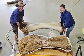 Australia's largest dinosaur identified as new species