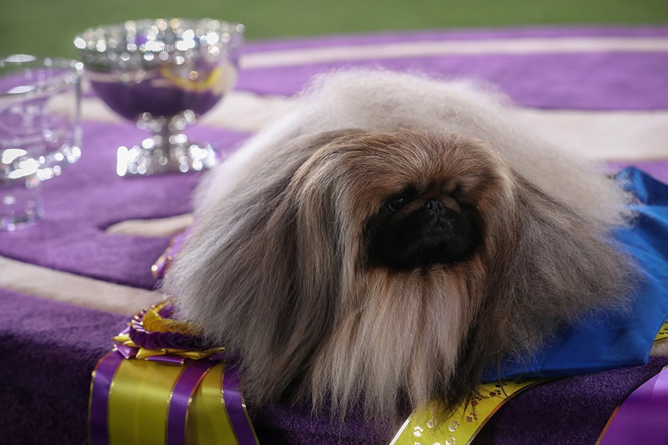 Wasabi the pekingese wins Westminster Dog Show 1