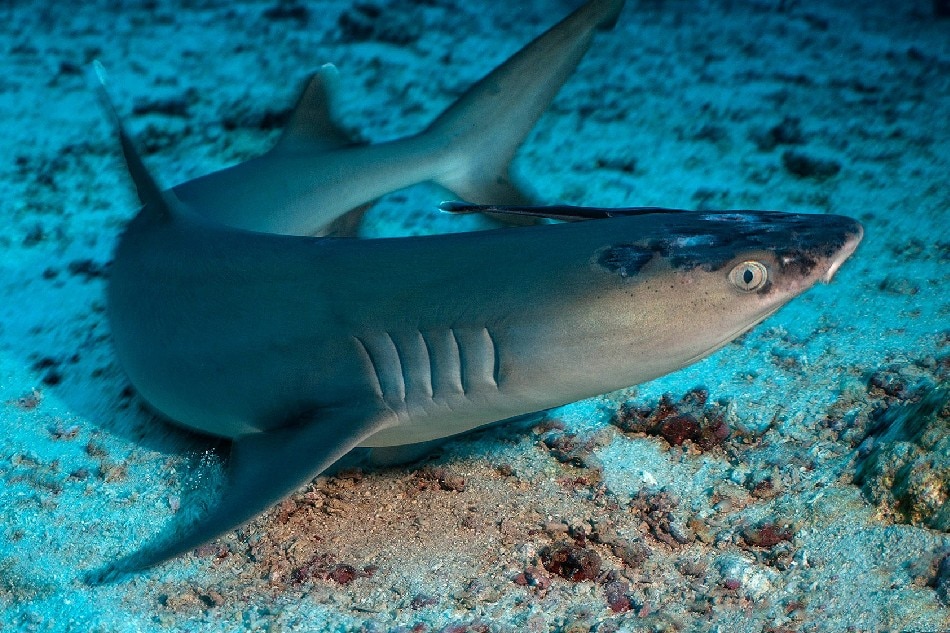 Mystery skin disease afflicts Malaysia&#39;s reef sharks 1