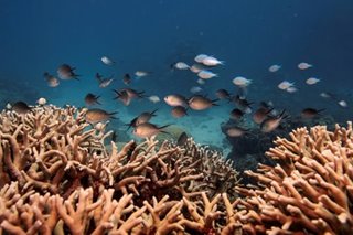 Great Barrier Reef should be listed as 'in danger', UN panel recommends