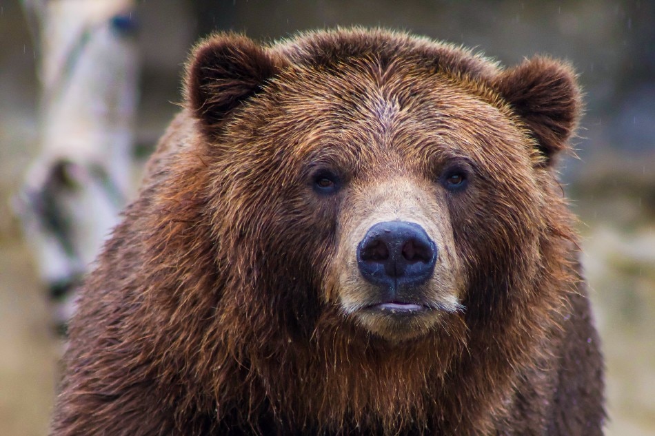 Man who fended off grizzly bear for days rescued 1
