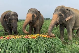 Elephants in India enjoy fruits ahead of own world day