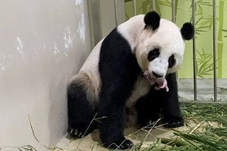 Giant panda gives birth in Singapore on seventh try