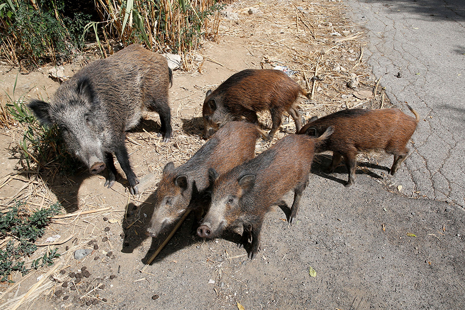 Wild boars roam a street foraging for food in Rome, Italy September 23, 2021. Remo Casilli, Reuters