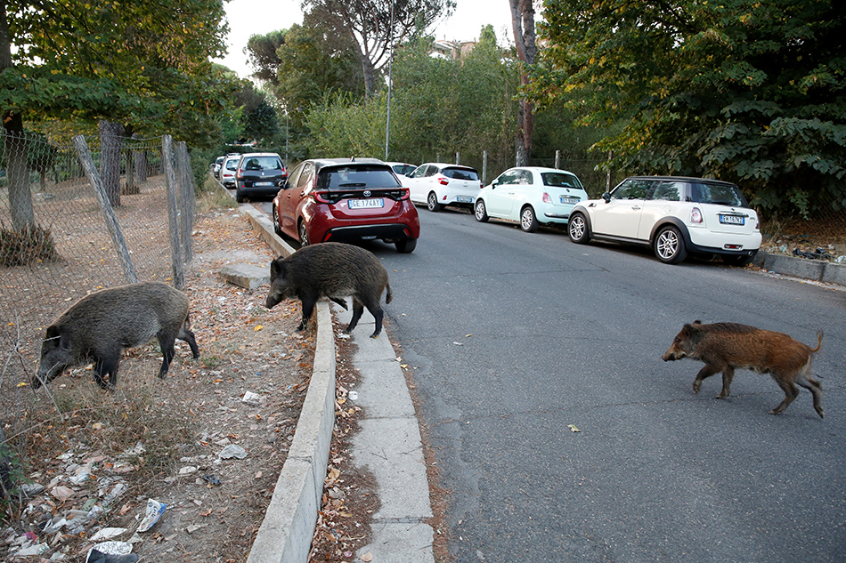 Wild boars roam a street foraging for food in Rome, Italy September 23, 2021. Remo Casilli, Reuters