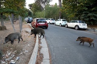 LOOK: Wild boars roam Rome
