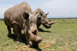 One of world's last two northern white rhinos dropped from breeding program