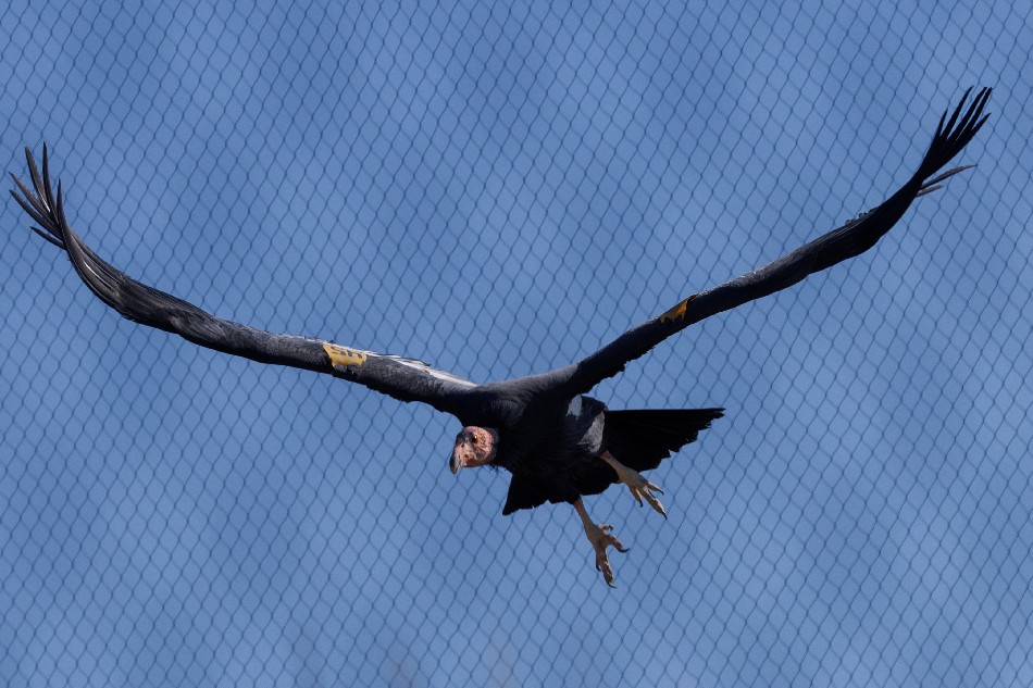 A California Condor named Molloko is seen at the San Diego Zoo Safari Park after scientists at the San Diego Zoo Wildlife Alliance discovered two California condor chicks have hatched from unfertilized eggs, in Escondido, California, U.S., November 2, 2021. Mike Blake, Reuters