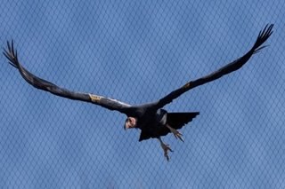 Condors can reproduce without mating: study