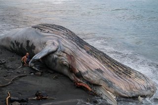 Humpback whale carcass found in El Salvador