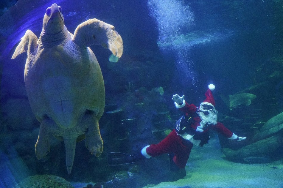 A diver dressed as Santa Claus swims behind a sea turtle at SEA LIFE Sydney Aquarium to mark the countdown to Christmas and the start of the holiday season, in Sydney, Australia, December 1, 2021. Loren Elliott, Reuters