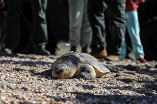 Sea turtles back in Thailand's shores during pandemic